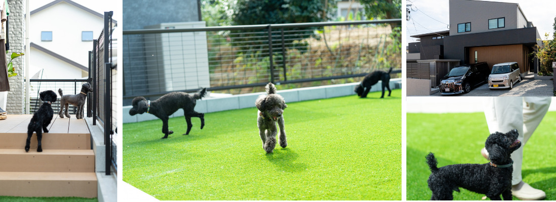 室内窓から顔を出す2匹のトイプードルが見守る住空間。人工芝の庭をドッグランとして走り回る3匹のワンちゃん。チタングレーとライトブラウンが映えるスタイリッシュな二階建て住宅外観。飼い主のそばでのびのびと過ごす庭のトイプードル