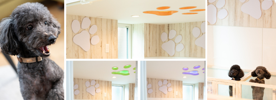 室内でリラックスするトイプードルの表情豊かな様子。肉球モチーフの壁面と間接照明で彩られたワンちゃん専用ルーム。七色に光る肉球型間接照明を設けたペット専用スペース