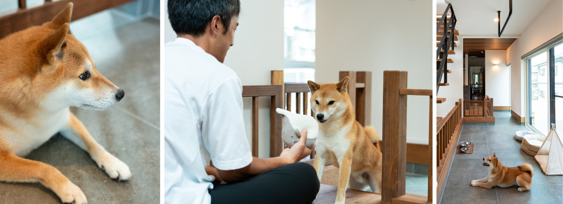 室内でくつろぐ柴犬の愛犬、家族と共に過ごす穏やかなひととき。ウッドデッキでくつろぐ愛犬と家族が楽しむ、外とつながる暮らし
