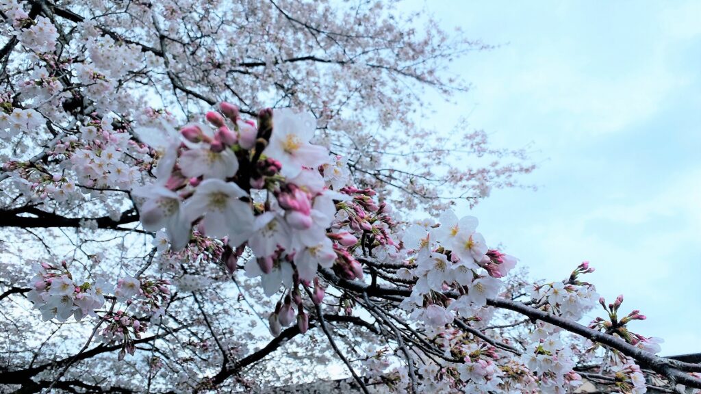 空を背景に咲き誇る満開直前の桜の花とつぼみの枝