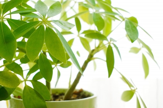 明るい窓際に置かれた、シェフレラ・ハッピーイエロー