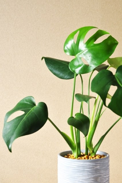 白い鉢に植えられた艶のある切れ込み葉が特徴のモンステラの観葉植物