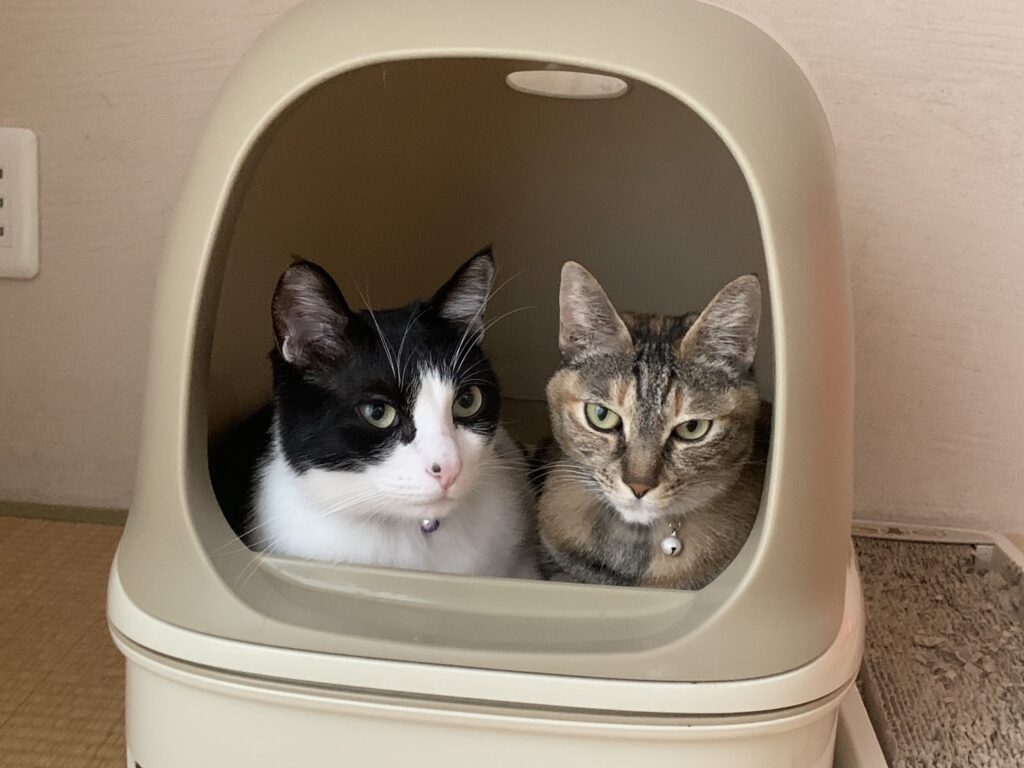 ウレタン塗装の床で暮らす、2匹の猫を飼っている住まいの様子を示す一場面