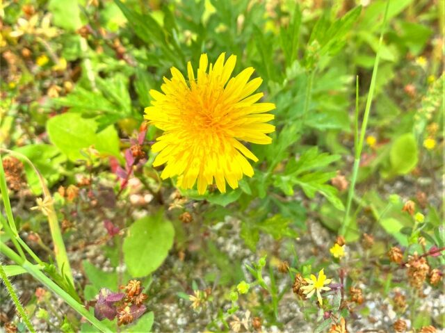 道端に咲いた鮮やかな黄色のタンポポの花