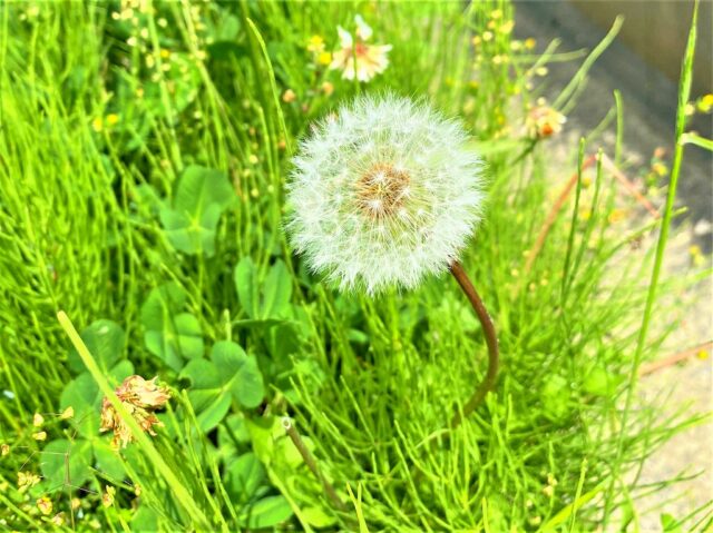 緑の草むらに立つ綿毛になったタンポポの穂