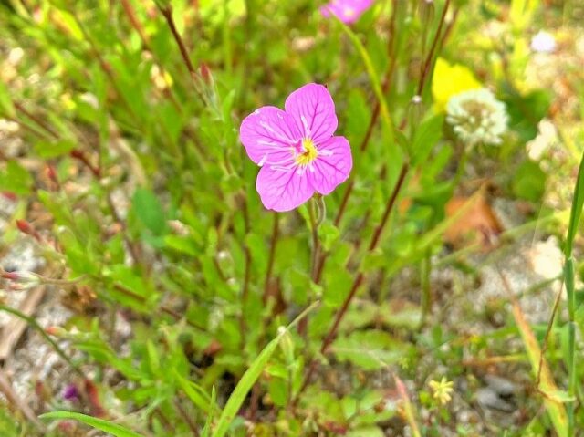 小さなピンク色の花が咲く道端の草花